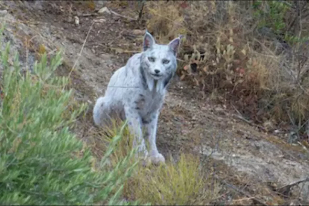 World's First White Iberian Lynx Spotted in Spain: A Rare Marvel of Conservation