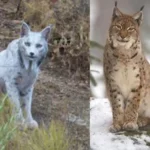 Worlds First White Iberian Lynx Spotted in Spain A Rare Marvel of Conservation